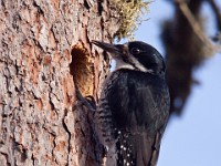 IMG 2042c  Black-backed Woodpecker (Picoides arcticus) - female at nest